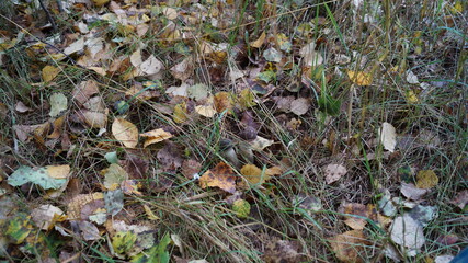 mushrooms in the forest