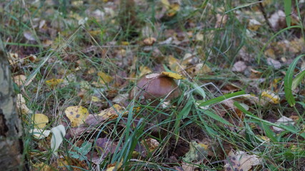 mushrooms in the forest