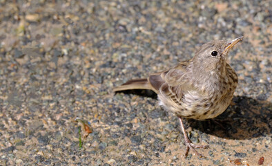 A friendly Song Thrush (Turdus philomelos) hoping to pick up an crumbs of food dropped by passers-by