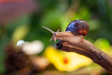 Large snail on a tree branch. Burgudian, grape or Roman edible snail from the Helicidae family. Air-breathing gastropods.