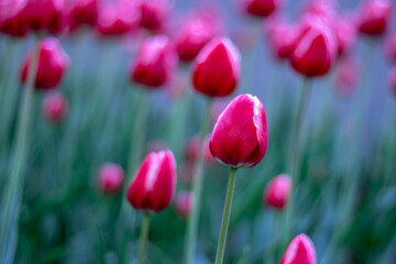 Field of tulips