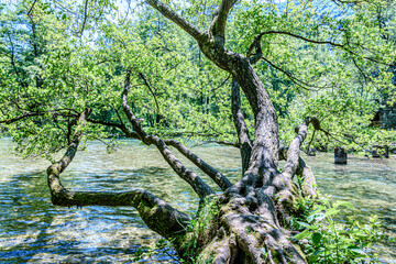 Big tree growing over the river