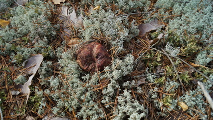 mushrooms in the forest