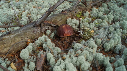 mushrooms in the forest