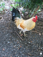 the beautiful cock is looking for something to eat 