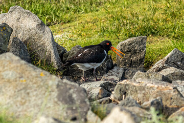 oystercatcher bird at the wadden sea at north sea
