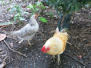 the beautiful cock is looking for something to eat 