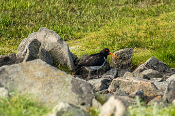oystercatcher bird at the wadden sea at north sea