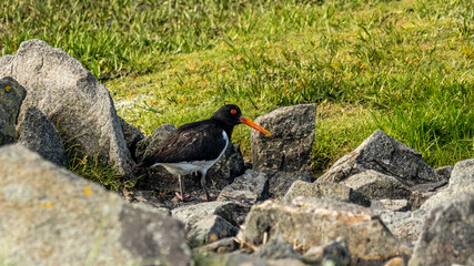 oystercatcher bird at the wadden sea at north sea
