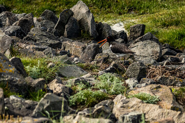 oystercatcher bird at the wadden sea at north sea