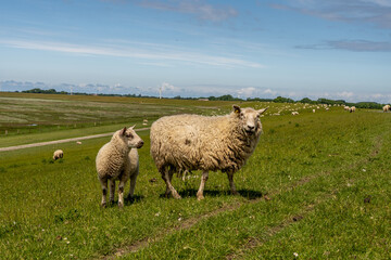 Obraz premium sheep resting and grazing grass on the dike at the north sea in germany