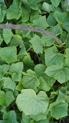 Beautiful green cucumbers
