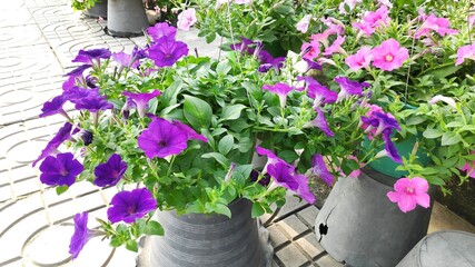 Stock Photo - Petunia flowers of various colors (pink, purple and white) are blooming in pots.