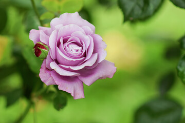 pink rose in garden