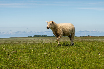 Obraz premium sheep resting and grazing grass on the dike at the north sea in germany