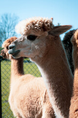 Obraz premium alpaka w zoo