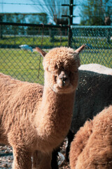 Obraz premium alpaka w zoo