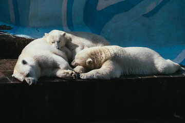 Three polar bears are sleeping huddled together