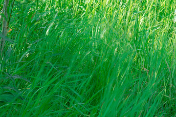 Натуральная зеленая трава в лесу летом фоном