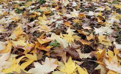 Foglie morte sul prato in autunno al parco
