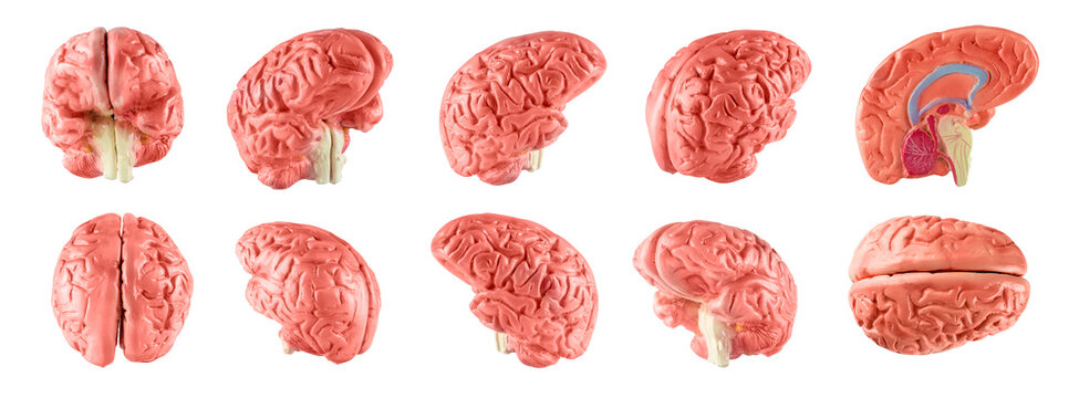 Set of human brain