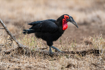 Fototapeta premium Bucorve du Sud, Grand calao terrestre, Bucorvus leadbeateri, Southern Ground Hornbill