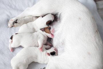 Dog breastfeeding puppies
