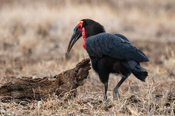 Bucorve du Sud, Grand calao terrestre, Bucorvus leadbeateri, Southern Ground Hornbill