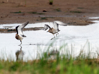 Conflict between two sandpipers