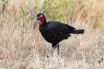 Bucorve du Sud, Grand calao terrestre, Bucorvus leadbeateri, Southern Ground Hornbill