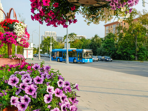 Selective Focus On Purple Petunia Flowers On A City Street With A Blurred Blue City Bus Driving Away From The Bus Stop. Cars Drive Along The Road. City Street On A Sunny Day. Copy Space. 