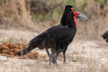 Bucorve du Sud, Grand calao terrestre, Bucorvus leadbeateri, Southern Ground Hornbill