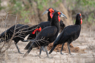 Bucorve du Sud, Grand calao terrestre, Bucorvus leadbeateri, Southern Ground Hornbill