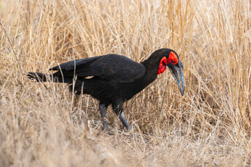 Bucorve du Sud, Grand calao terrestre, Bucorvus leadbeateri, Southern Ground Hornbill