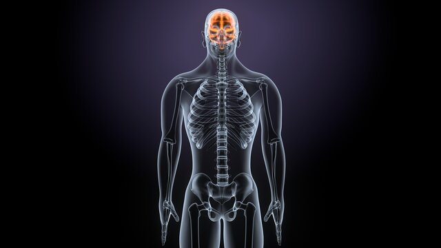 3d render of male human body brain anatomy