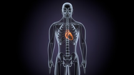 3d render of human body organ(heart anatomy)