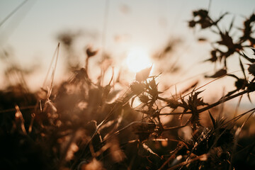 brown leaves and plants at sunset
