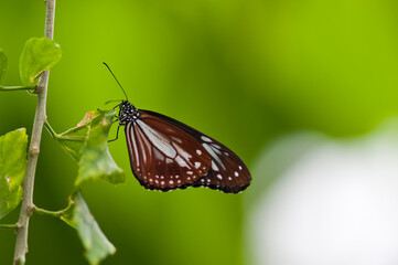 The name of the butterfly is chestnut tiger.
Scientific name is Parantica sita.