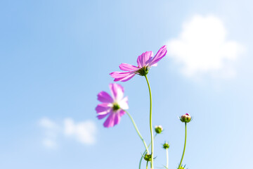 Flowers Cosmos in the meadow, blue sky background. soft and select focus.