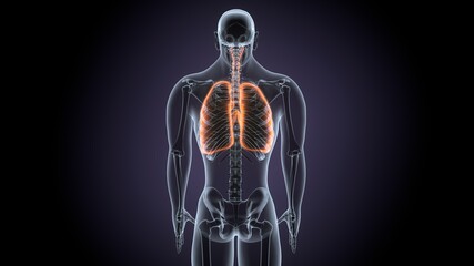3d render of human male lungs anatomy system