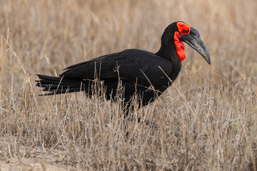 Bucorve du Sud, Grand calao terrestre, Bucorvus leadbeateri, Southern Ground Hornbill