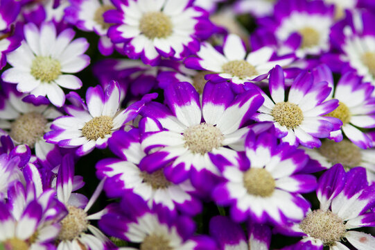 The name of these flowers name is Cineraria. Scientific name is Pericallis × hybridus .