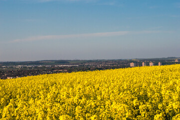 Obraz premium field of rapeseed