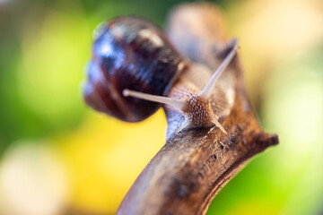 Large snail on a tree branch. Burgudian, grape or Roman edible snail from the Helicidae family. Air-breathing gastropods.