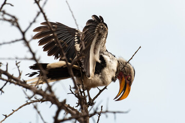 Calao leucomèle,.Tockus leucomelas, Southern Yellow billed Hornbill