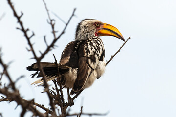 Calao leucomèle,.Tockus leucomelas, Southern Yellow billed Hornbill