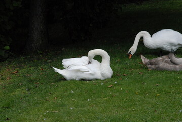 three swans on the grass