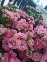 bouquet of pink roses