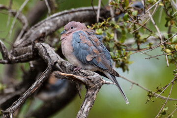 Tourterelle maillée,.Spilopelia senegalensis , Laughing Dove