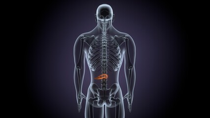 Fototapeta na wymiar 3D Illustration Concept of Human Internal Organs Pancreas with Gallbladder Anatomy 